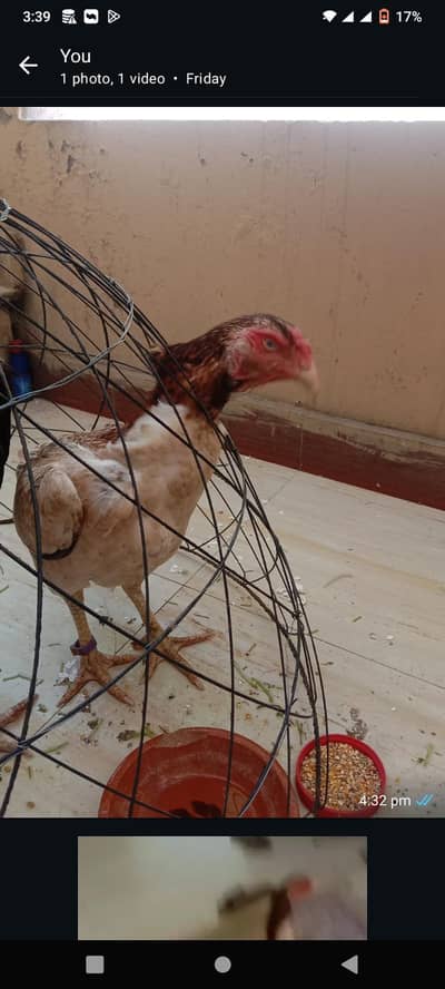aseel murghian or murgha jawa sale k lea