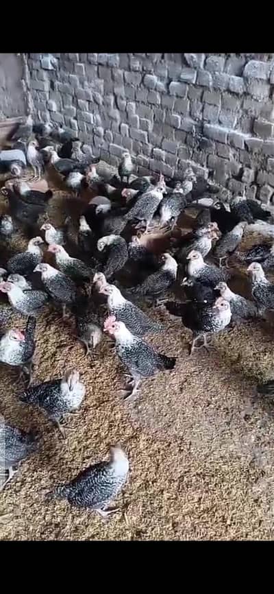 all types hens