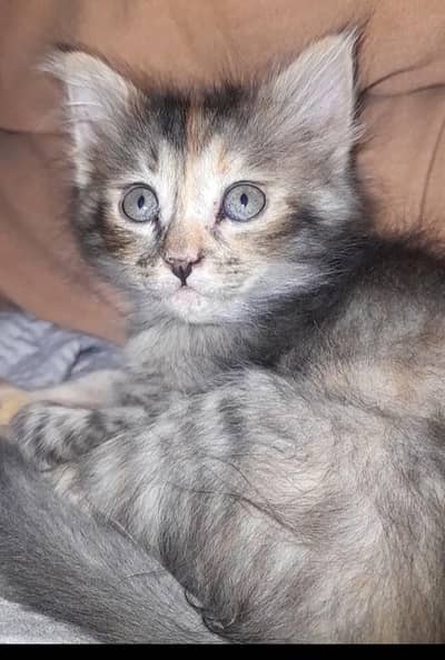 Kittens for sale Whatsapp 03115573576