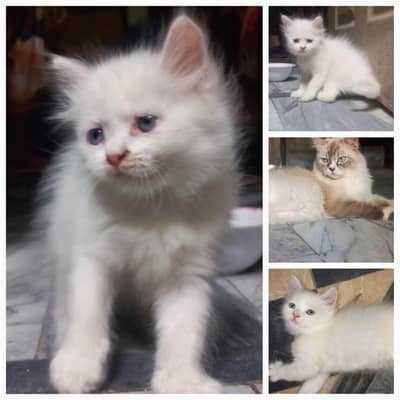 Triple Coat Persian Kitten | Blue Eyes | Kittens |Punch face|