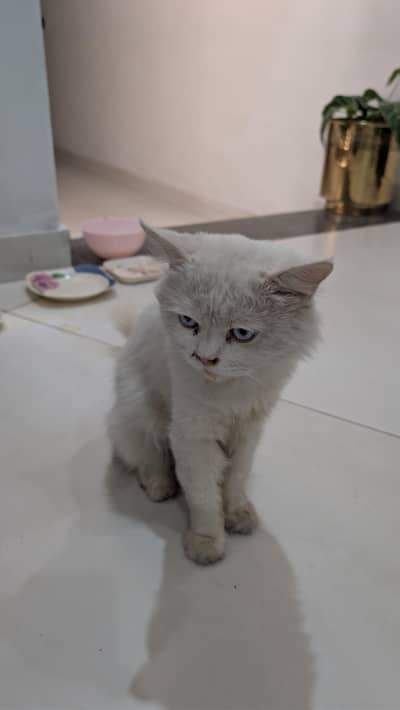 male cat white clr
