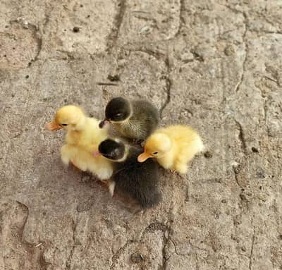 Duck Chicks available