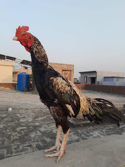 aseel murga pure
