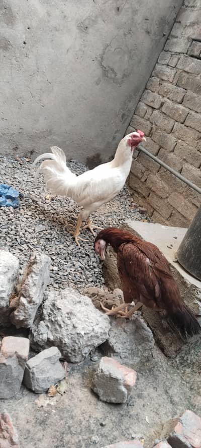 white aseel hen