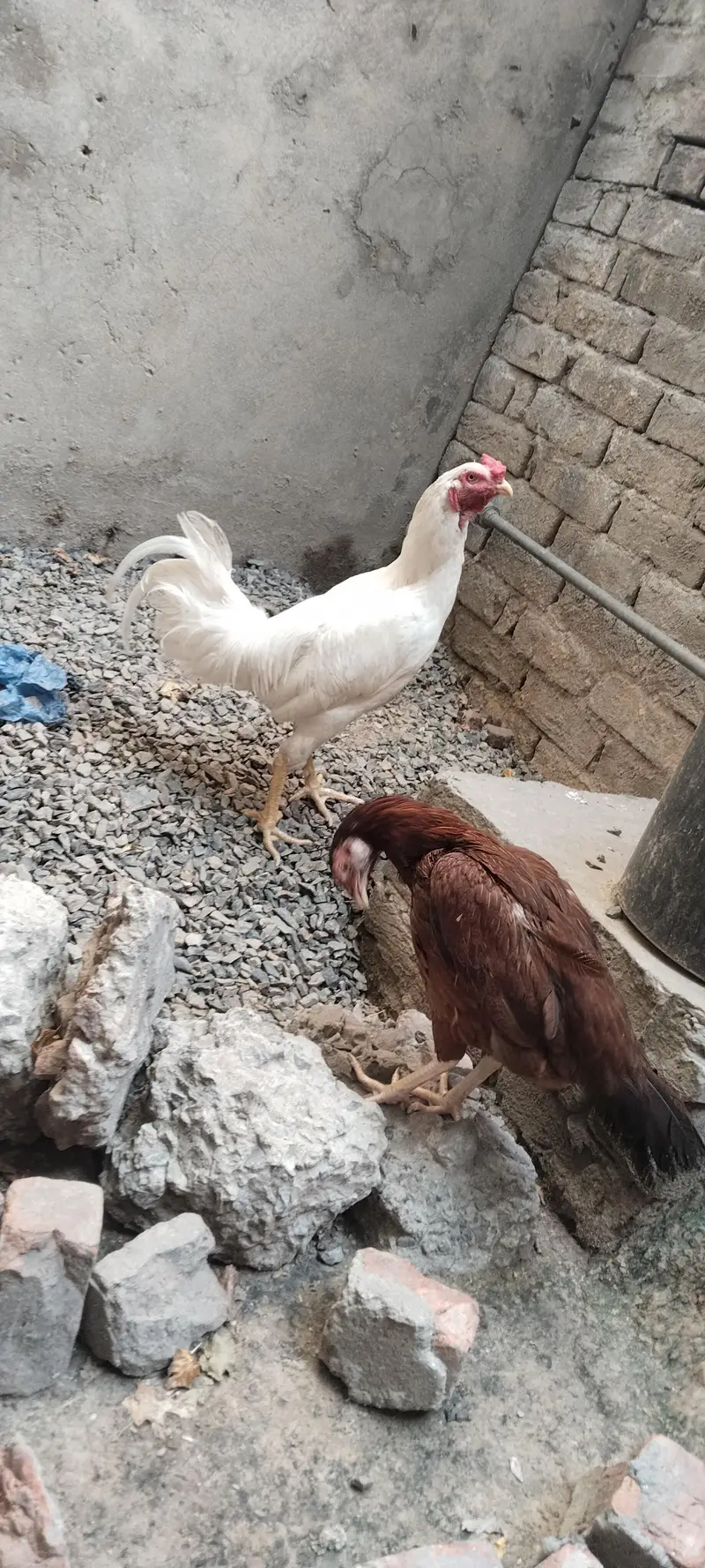 white aseel hen