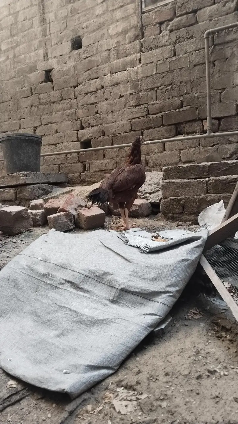 white aseel hen — photo 2