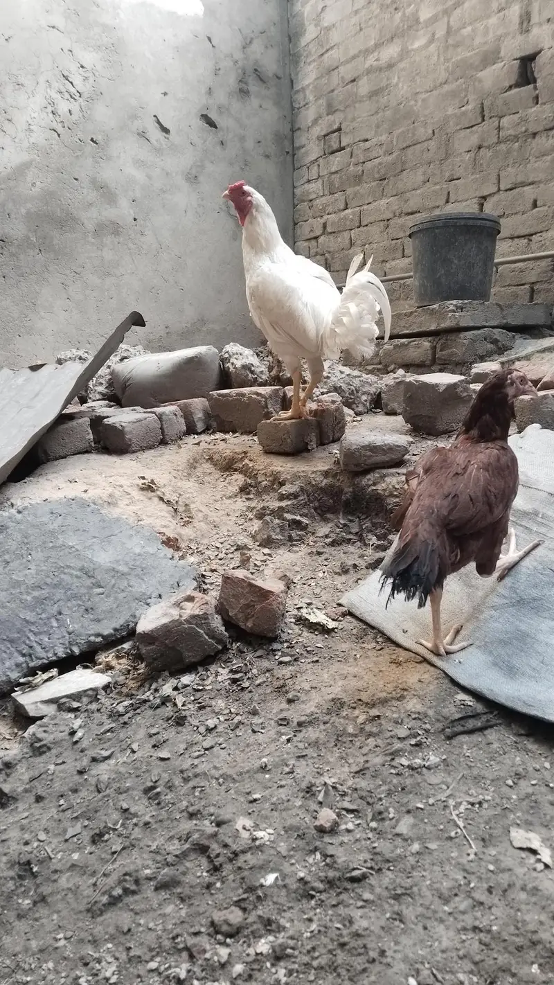 white aseel hen — photo 3