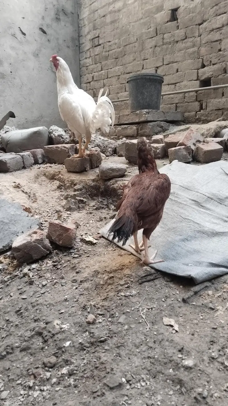 white aseel hen — photo 4