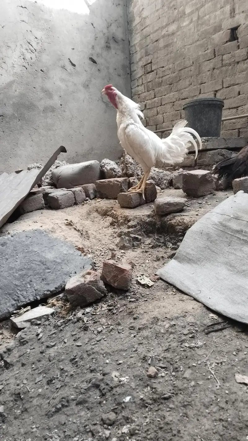 white aseel hen — photo 5