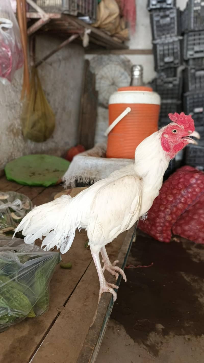 High quality hera patha 0