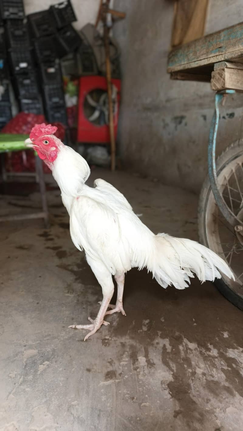 High quality hera patha 1