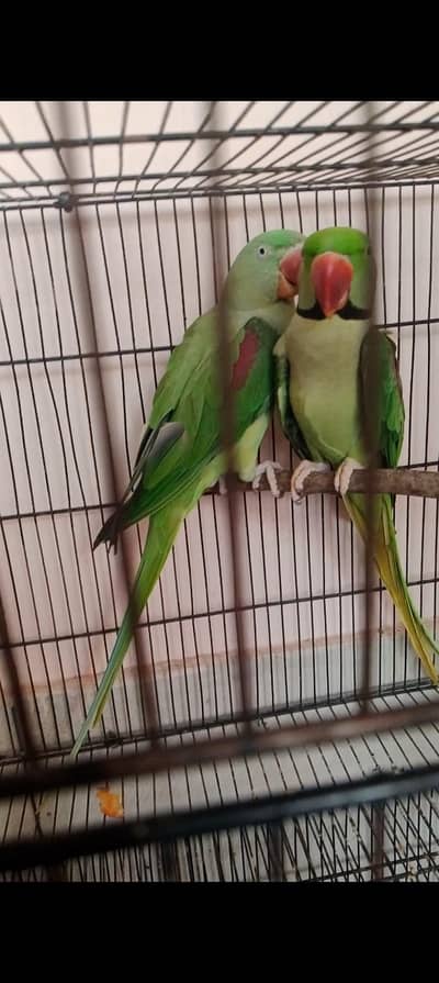 raw breeder pair