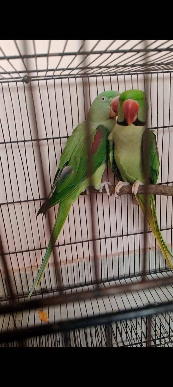 raw breeder pair 0