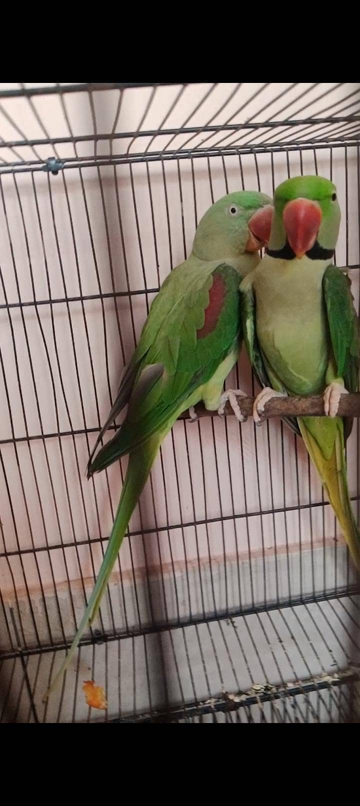 raw breeder pair 1