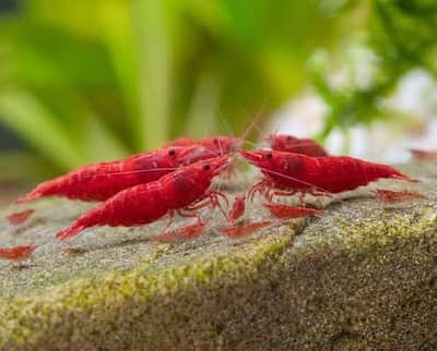 Shrimps and Aquatic plants what’s app 03037022290