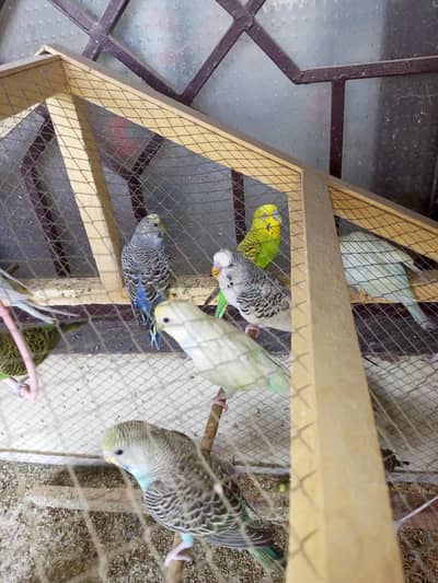 Australian Budgie Parrots