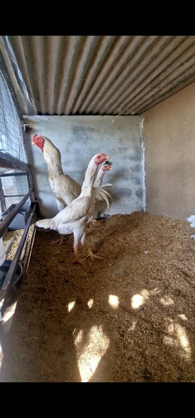 Shamo Aseel  Chicks