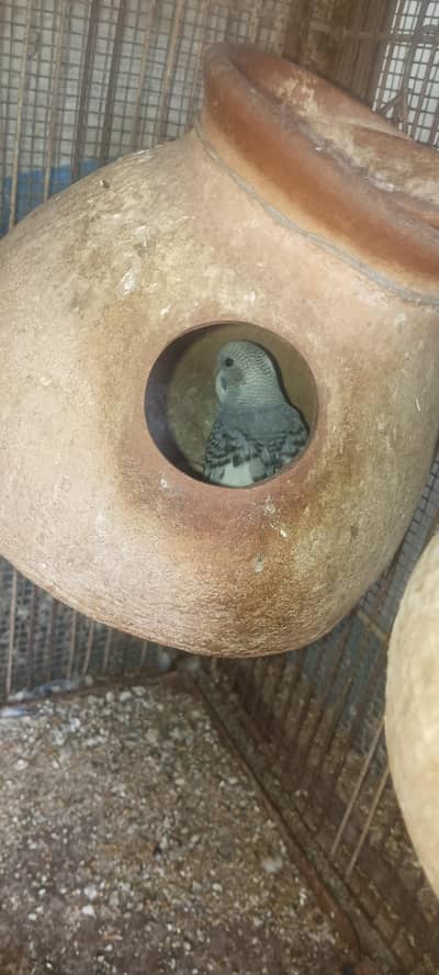budgie active breeding pair