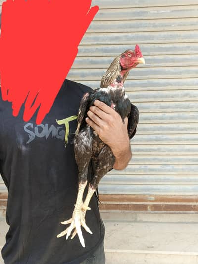 Aseel breeder