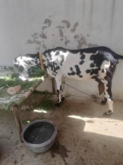 mashAllah pure amrtsri beetal bakri 03219668949 contact as