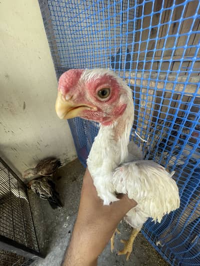 Indeon parrot beak long tail aseel