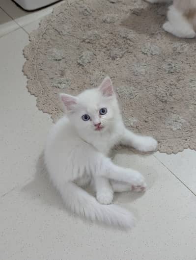 Adorable Persian Kittens! Double Coated And Blue Eyes