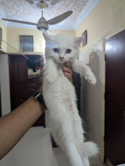 Adorable Persian Kittens! Double Coated And Blue Eyes