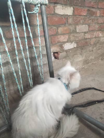 cat for sale white coulour