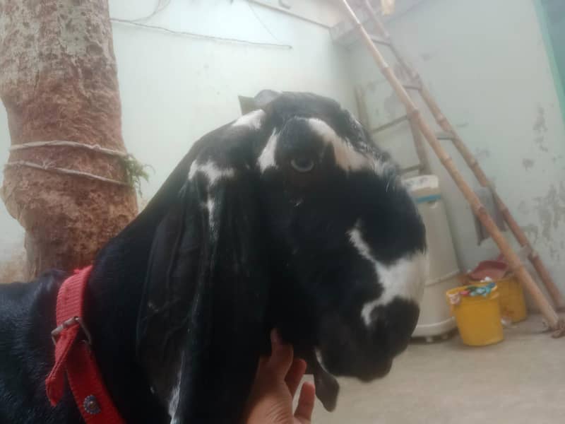 beetal 2
