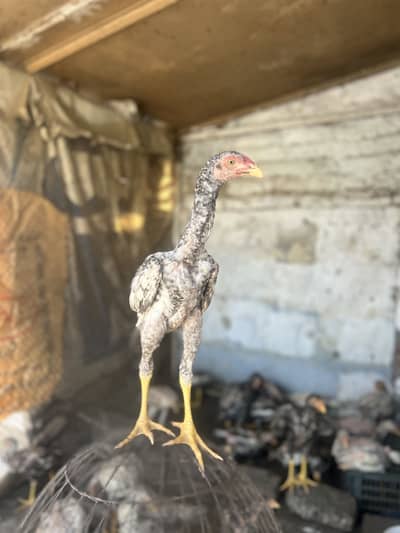 Aseel shamo  healthy and active chicks for sale