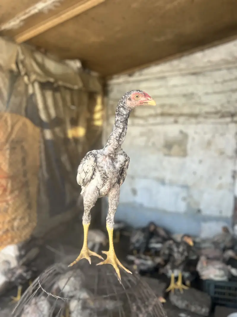 Aseel shamo  healthy and active chicks for sale