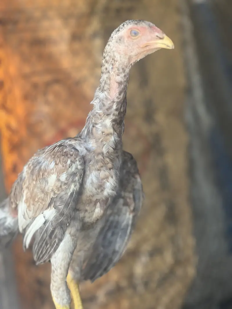 Aseel shamo  healthy and active chicks for sale — photo 2