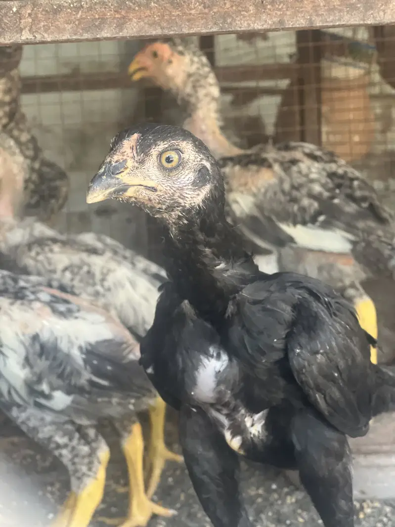 Aseel shamo  healthy and active chicks for sale — photo 3