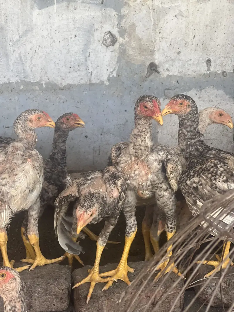Aseel shamo  healthy and active chicks for sale — photo 5