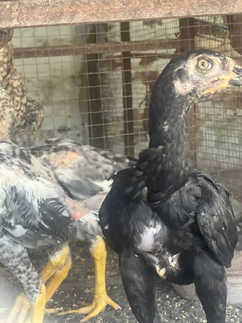 Aseel shamo  healthy and active chicks for sale — photo 6