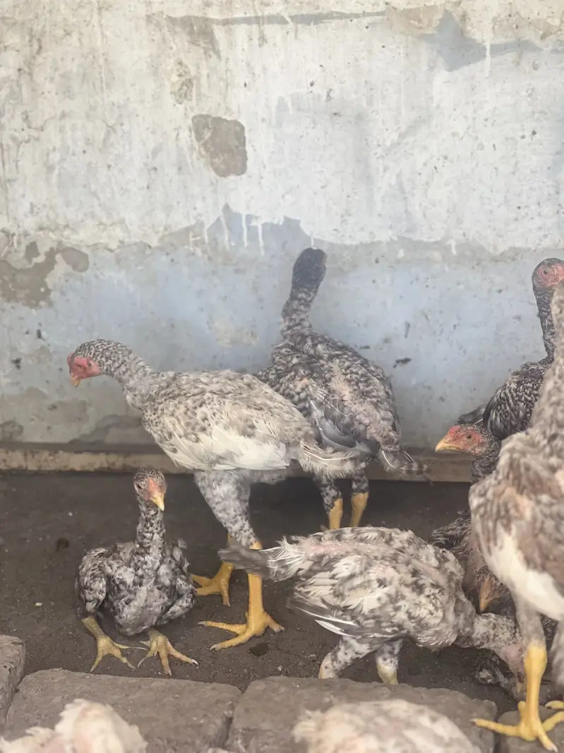 Aseel shamo  healthy and active chicks for sale — photo 7