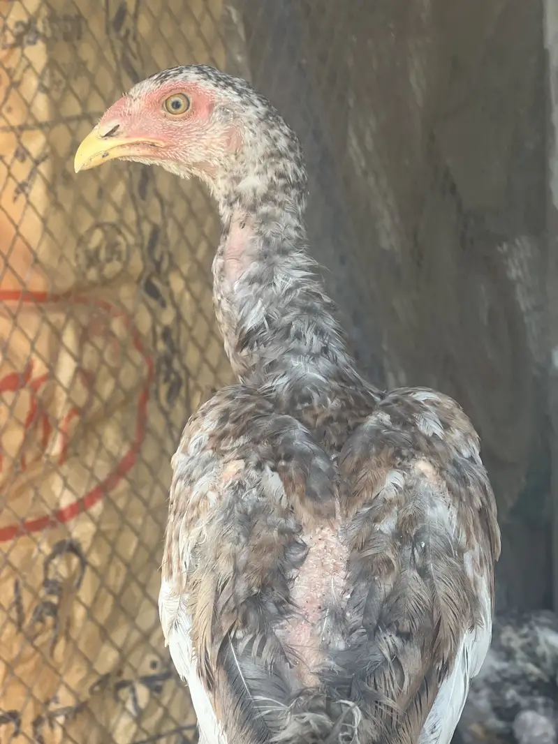 Aseel shamo  healthy and active chicks for sale — photo 9