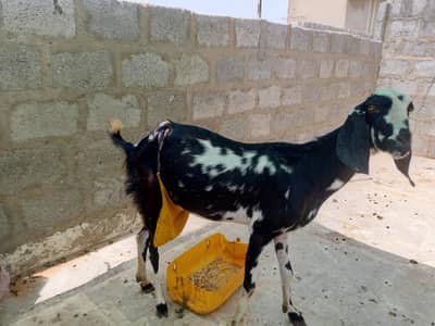 bakri aur uska baccha