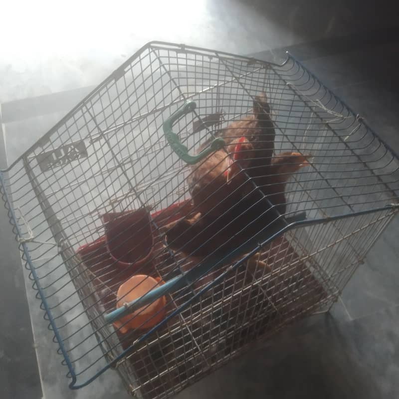 cook 2 peice 1