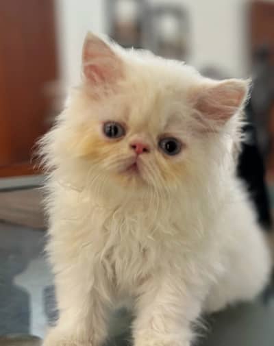 Peke Persian Kittens