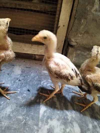 Aseel chicks available good quality