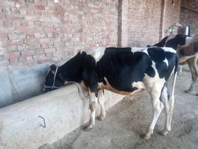 Bull (Vachha)