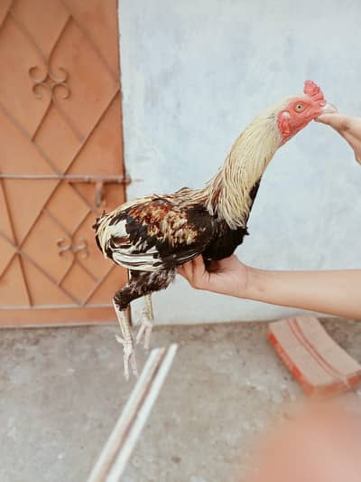 Aseel murgha breeder