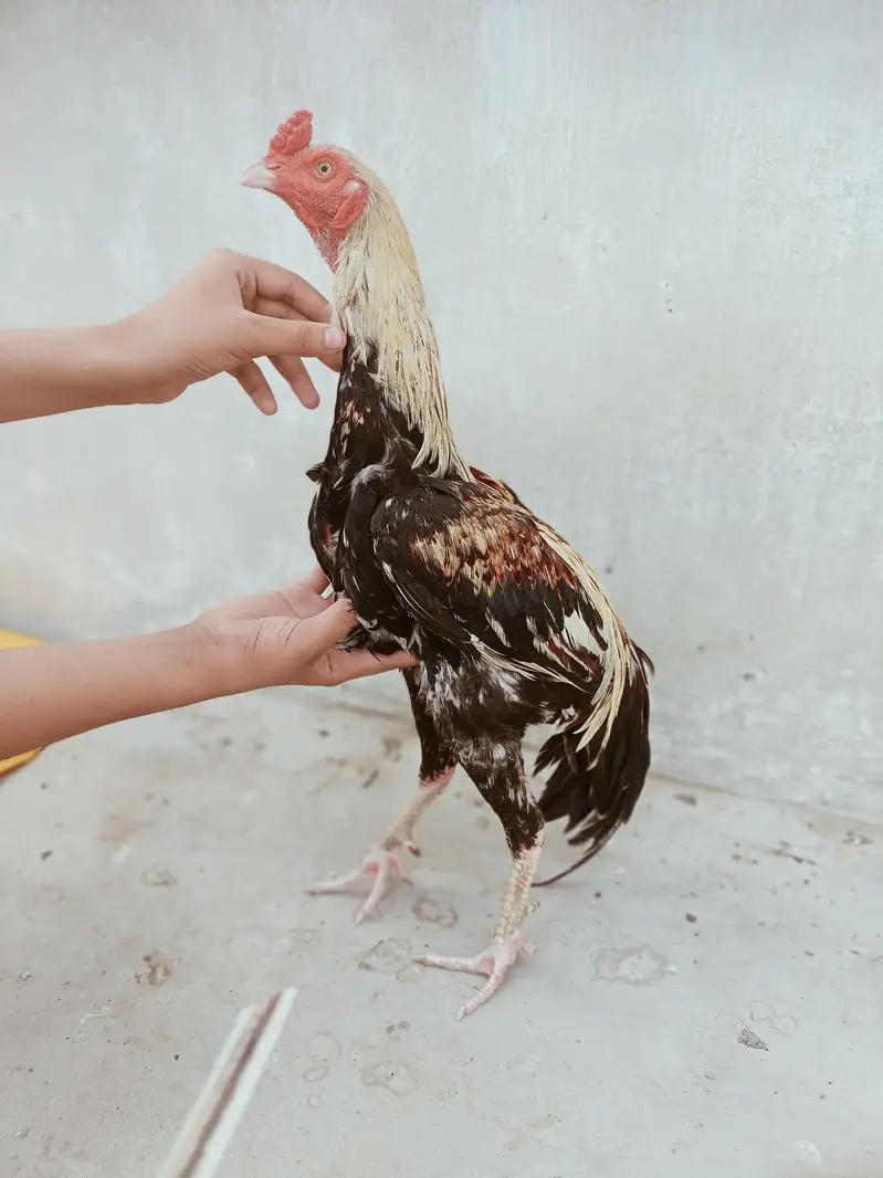 Aseel murgha breeder — photo 2