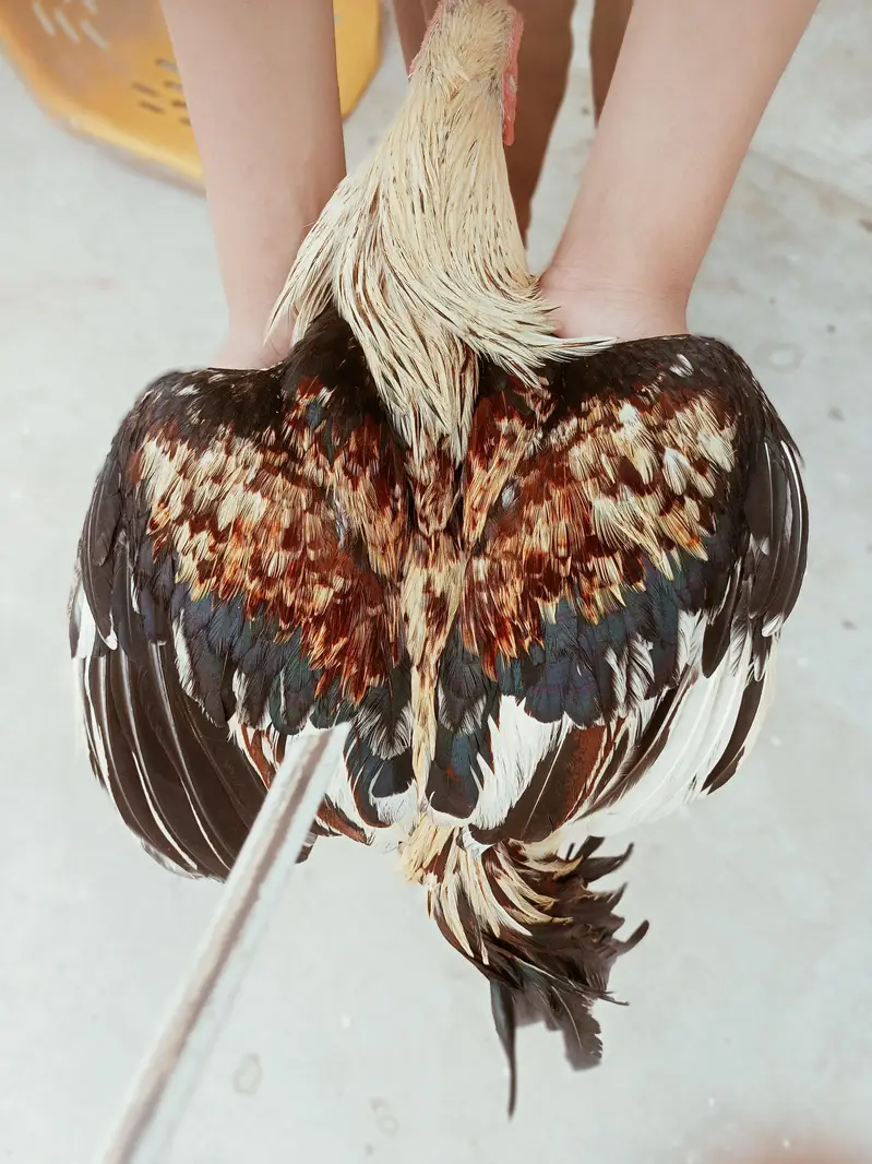 Aseel murgha breeder — photo 3