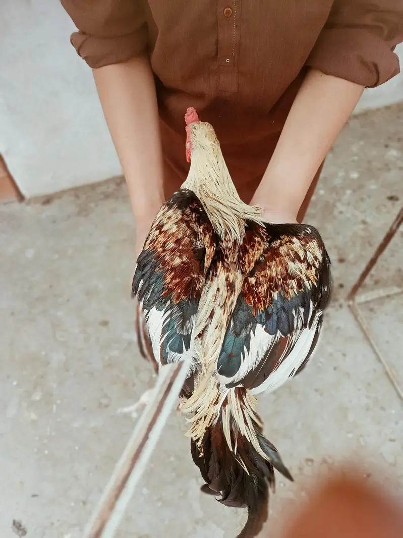 Aseel murgha breeder — photo 4