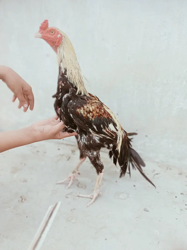Aseel murgha breeder — photo 5
