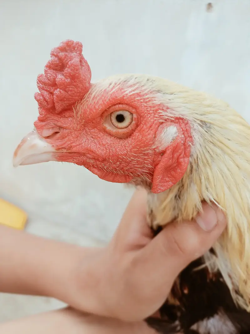 Aseel murgha breeder — photo 6