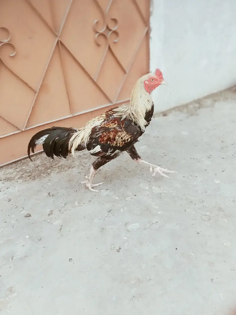 Aseel murgha breeder — photo 7