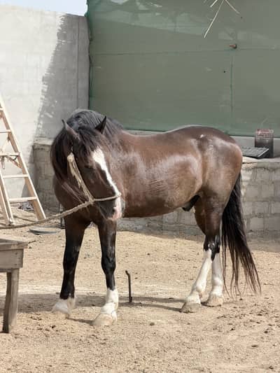 Horse